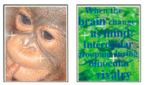 Monkey-Text Experiment